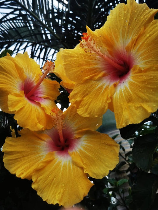 Hibiscus Hawaiian Local 27