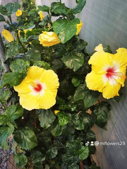 Hibiscus Hawaiian Local 28