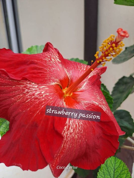 Hibiscus Hawaiian Local C3