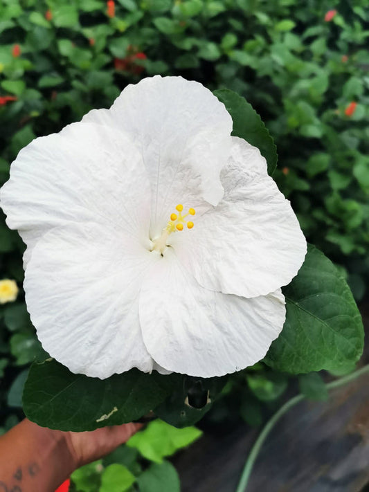 Hibiscus Hawaiian Local 9