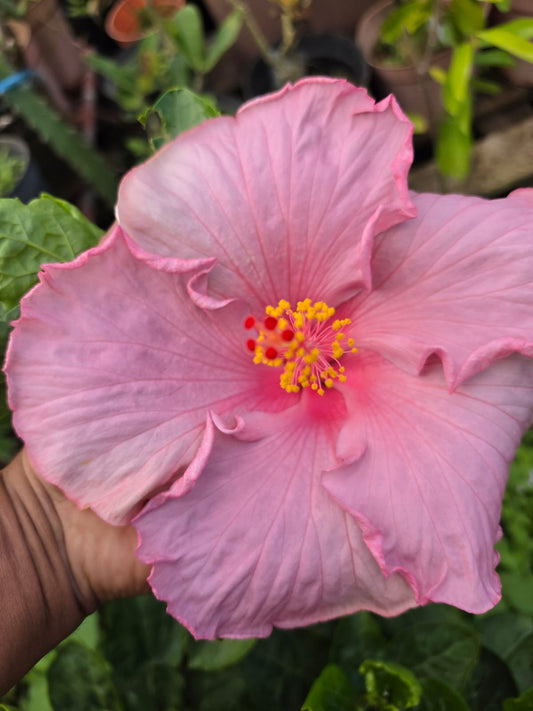 Hibiscus Hawaiian Pretty Grace