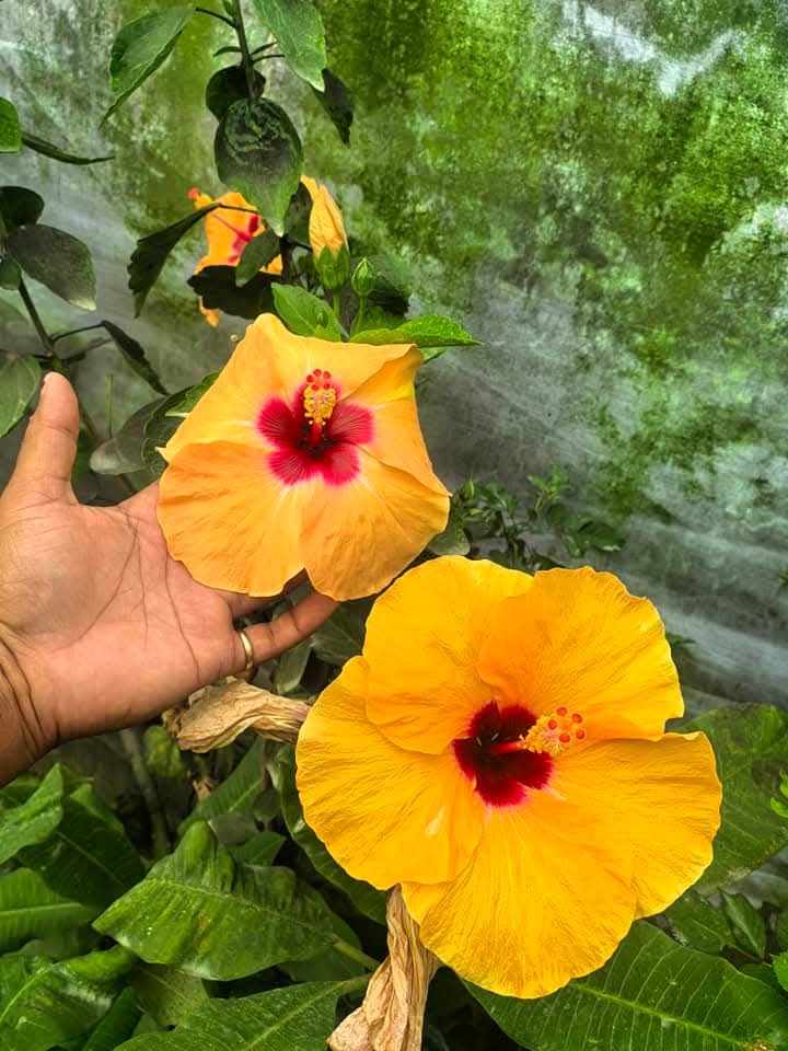 Hibiscus Hawaiian Imported 14