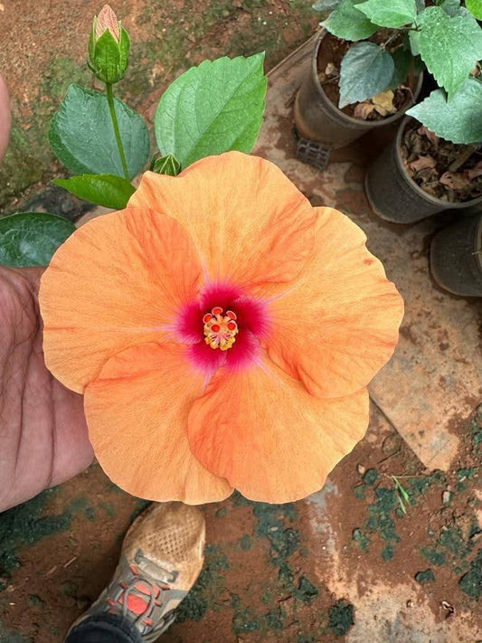 Hibiscus Hawaiian Imported 23