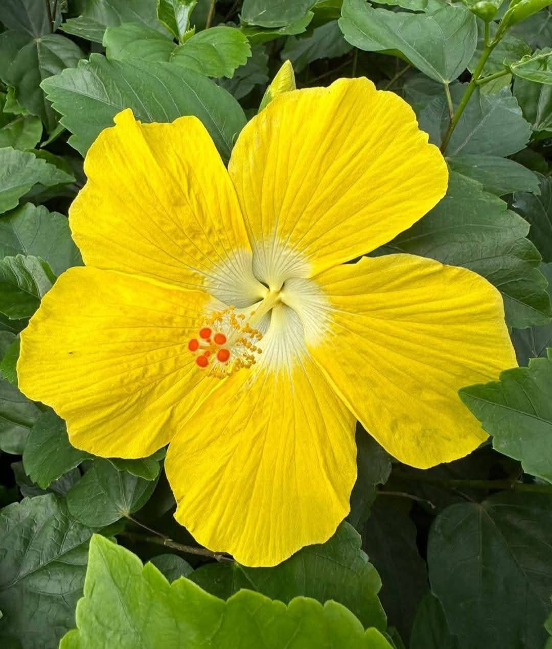 Hibiscus Hawaiian Imported 4