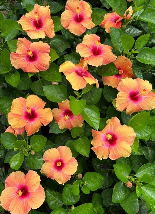 Hibiscus Hawaiian Imported 5