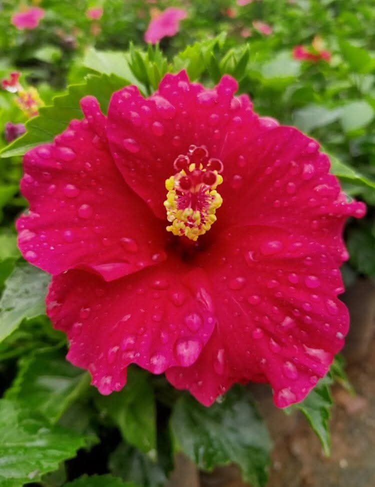Hibiscus Hawaiian Imported 7