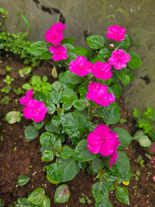 Impatiens Pinkish