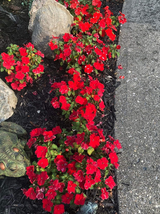 Impatiens Red Bushes