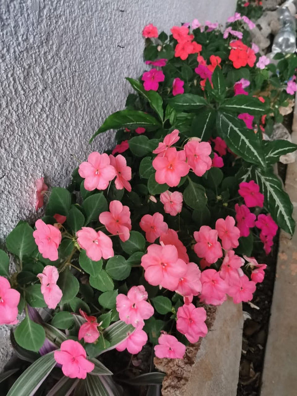 Impatiens Variety Pink