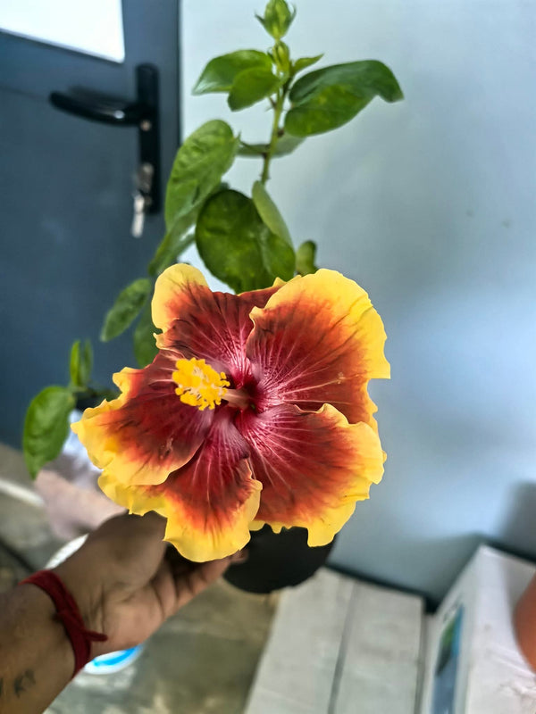 Imported Hibiscus Hawaiian Brown Orange Yellow Border