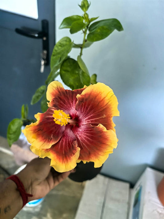 Imported Hibiscus Hawaiian Brown Orange Yellow Border