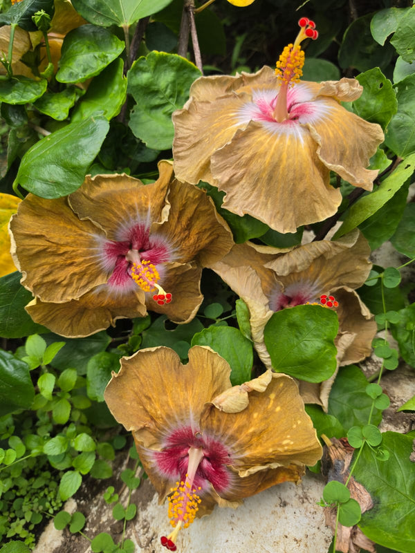 Imported Hibiscus Hawaiian Brown Red Center