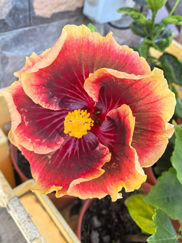Imported Hibiscus Hawaiian Red Yellow Border
