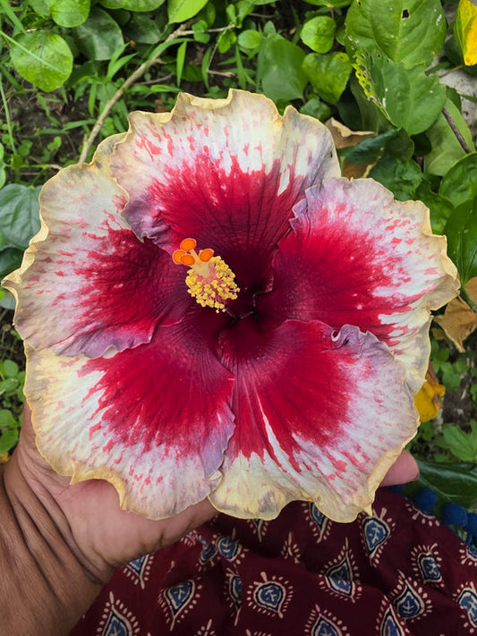 Imported Hibiscus Hawaiian White Red Center