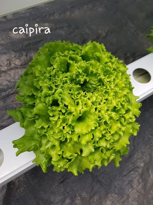 Laitue Caipira