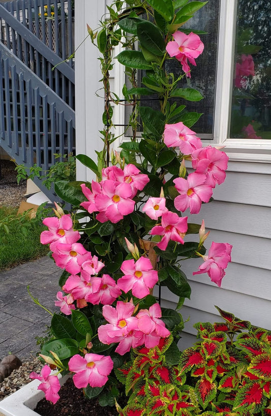 Mandevilla Pink