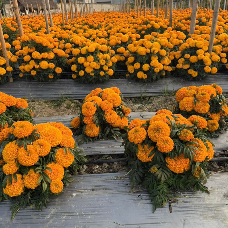 Orange Marigold 113