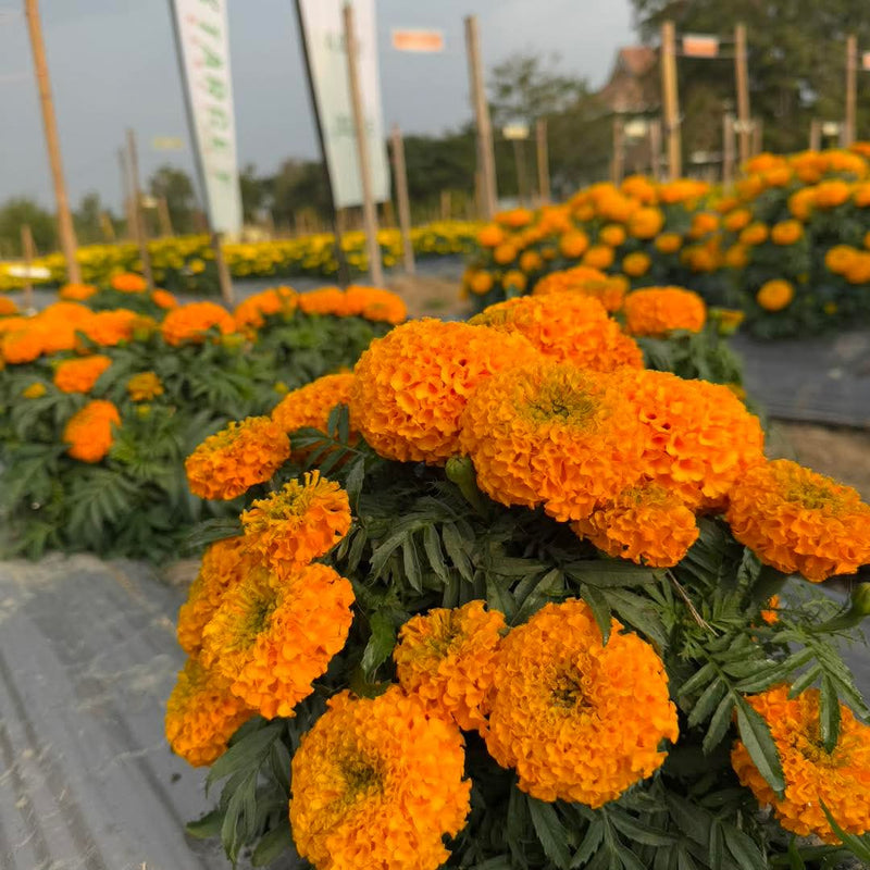 Orange Marigold 114