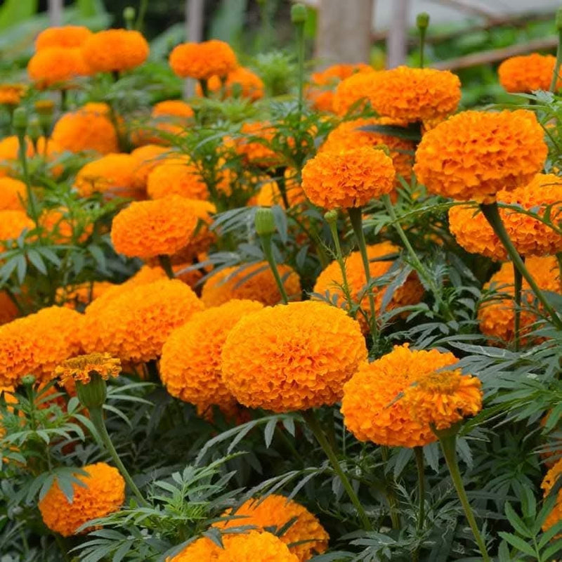 Orange Marigold 119