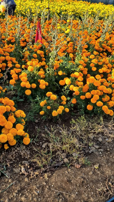 Orange Marigold 120
