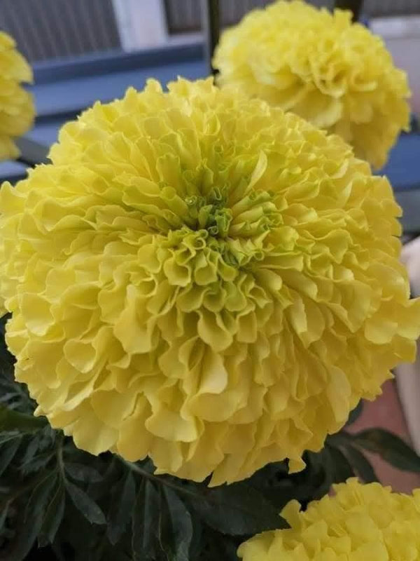 Yellow Marigold 100
