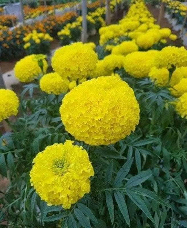 Yellow Marigold 101