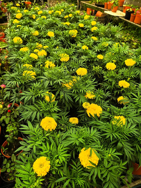 Yellow Marigold 103