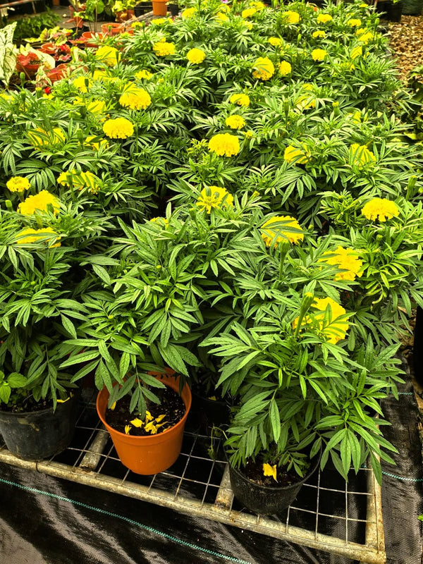 Yellow Marigold 104