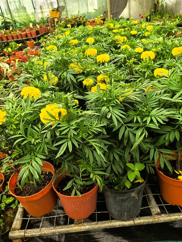 Yellow Marigold 105