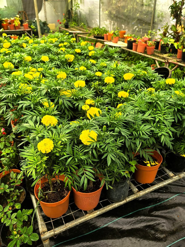 Yellow Marigold 106