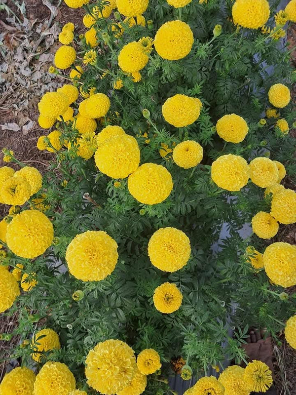 Yellow Marigold 108