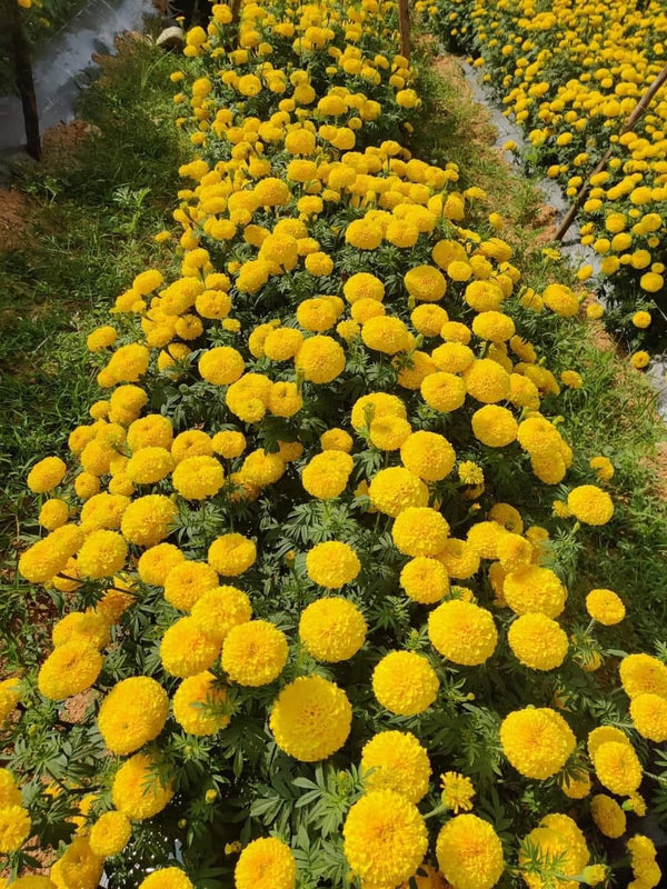 Gold Marigold — potted with 2 plants