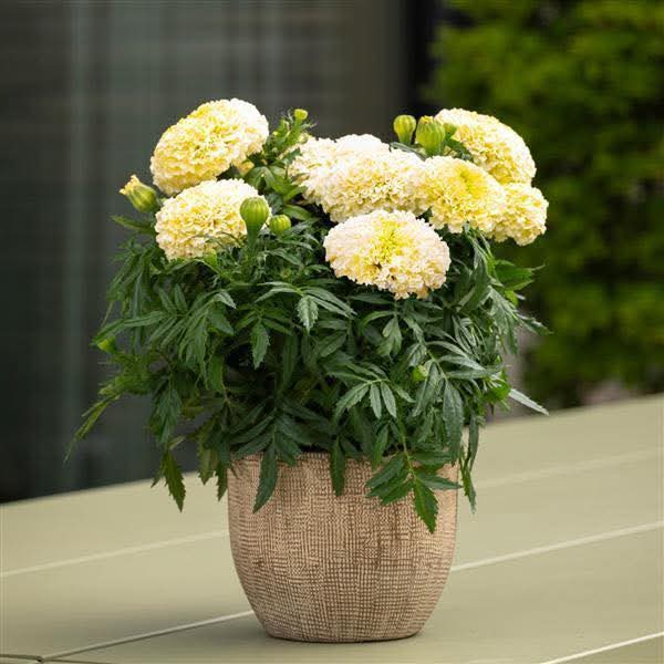White Marigold 5