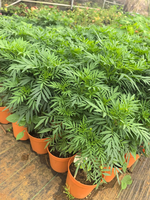 White Marigold Seedlings