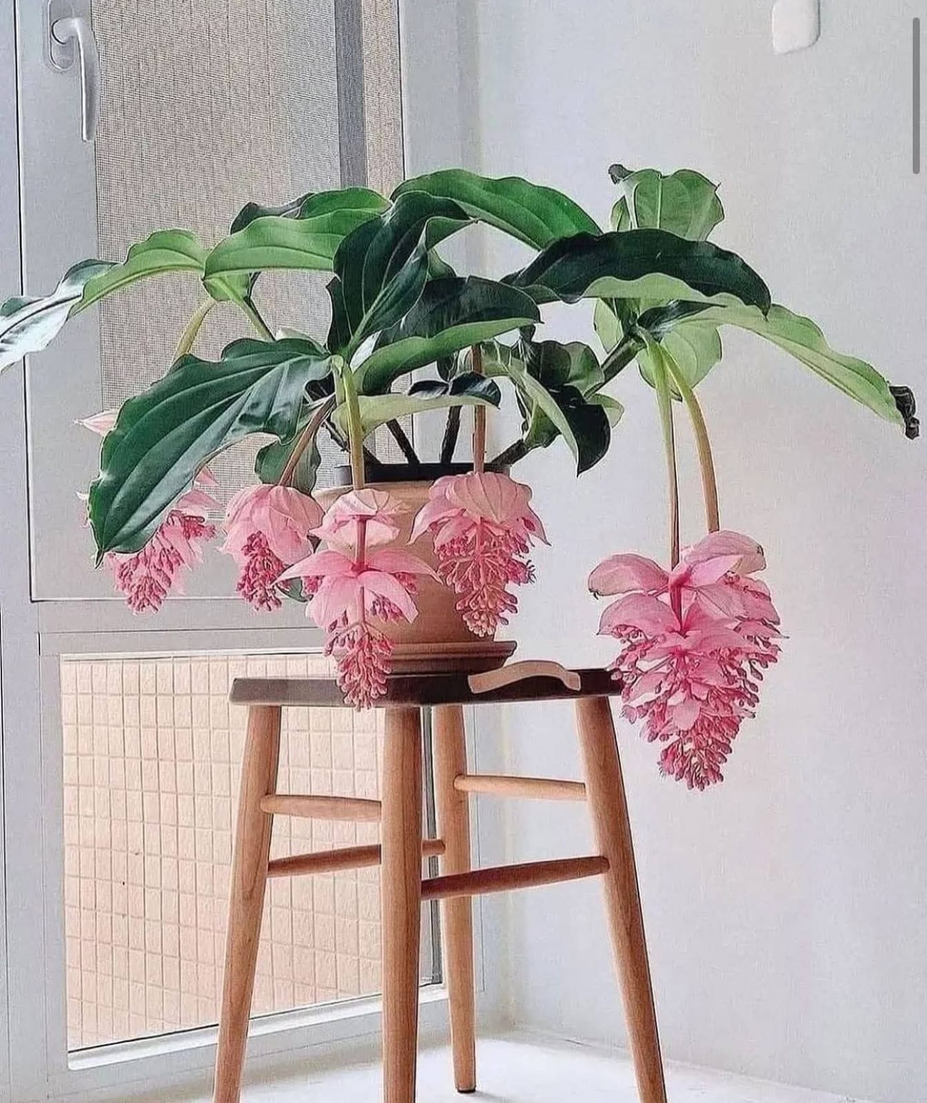 Medinilla Magnifica