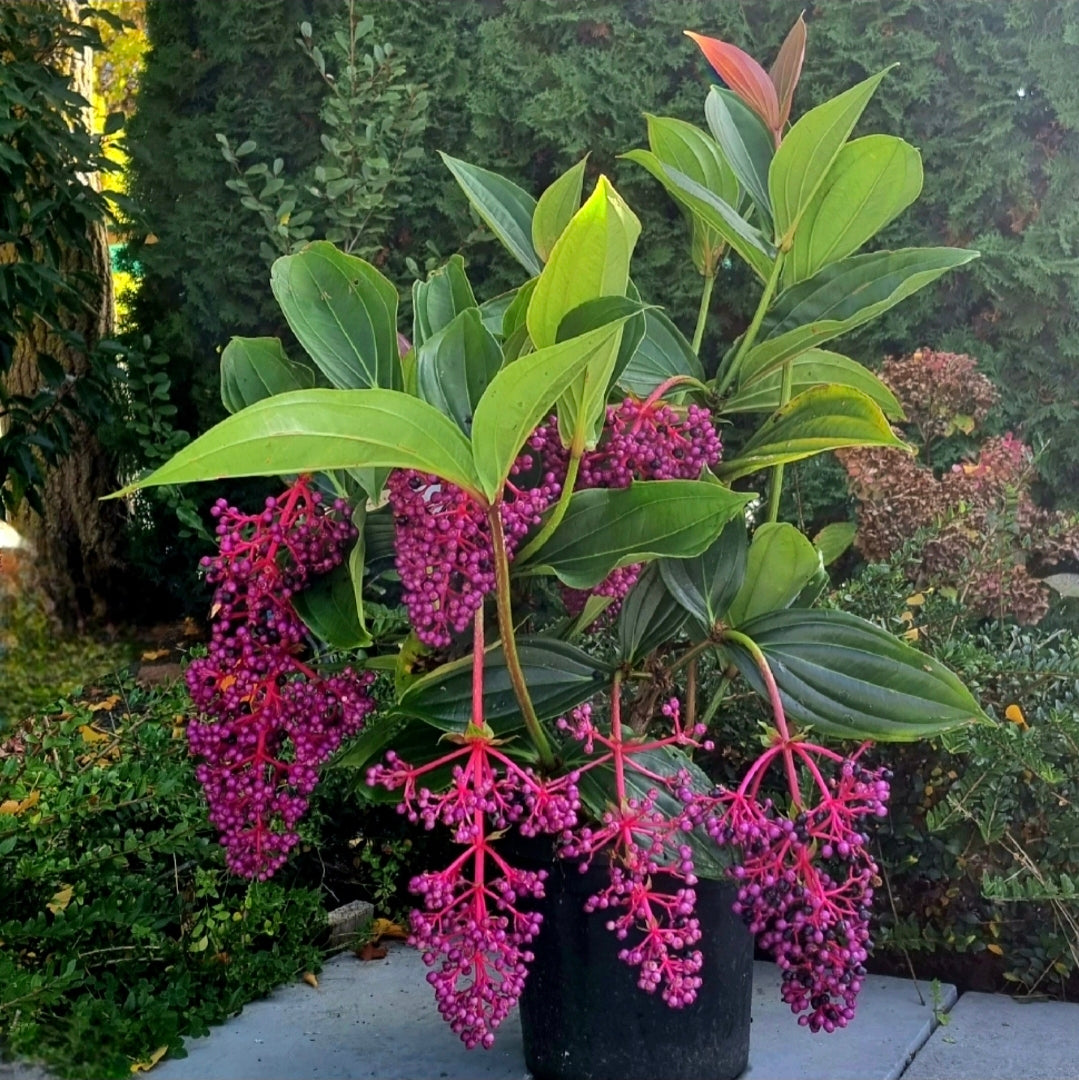 Medinilla Speciosa