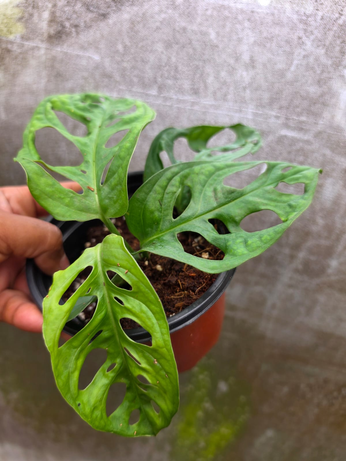Monstera Adansonii