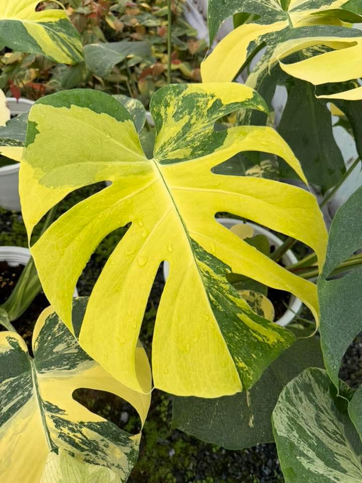 Monstera Pom Pom