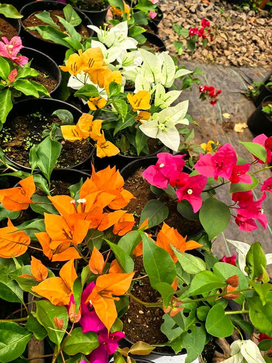 Orange Bougainvillea