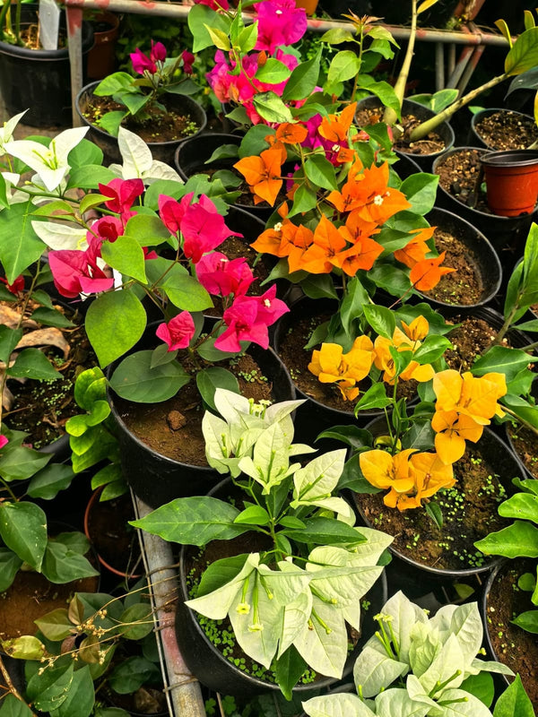 Orange Bougainvillea 3