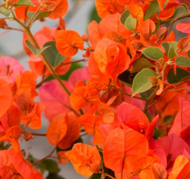 Orange Bougainvillea 4