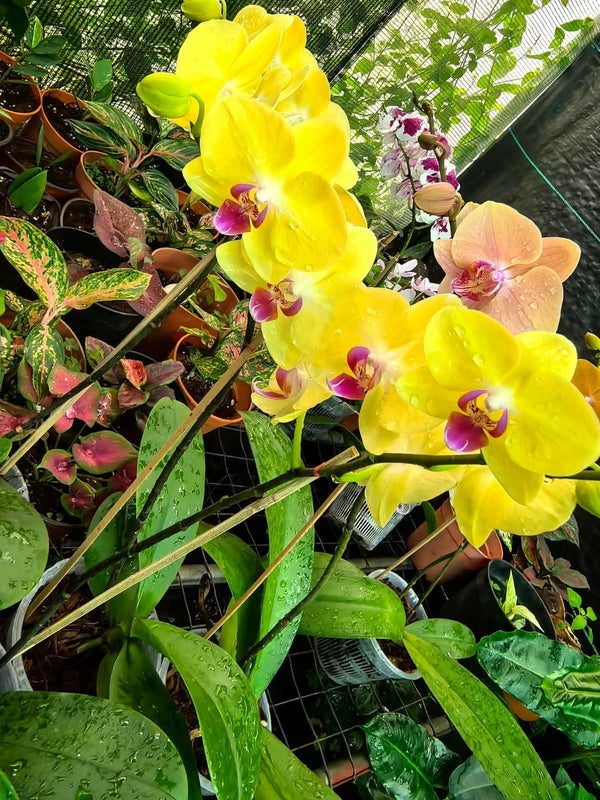 Orchid Yellow Purple