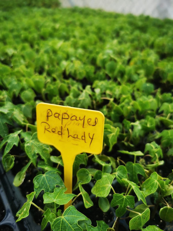 Papaya Red Lady