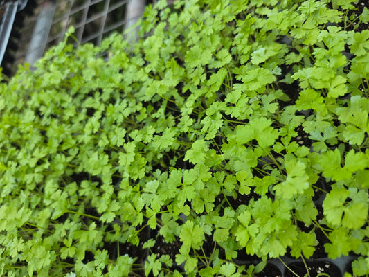 Persil Frisée