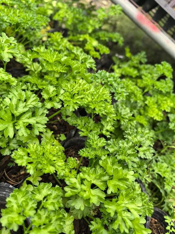 Potted Persil Plat