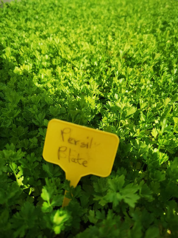 Persil Plat