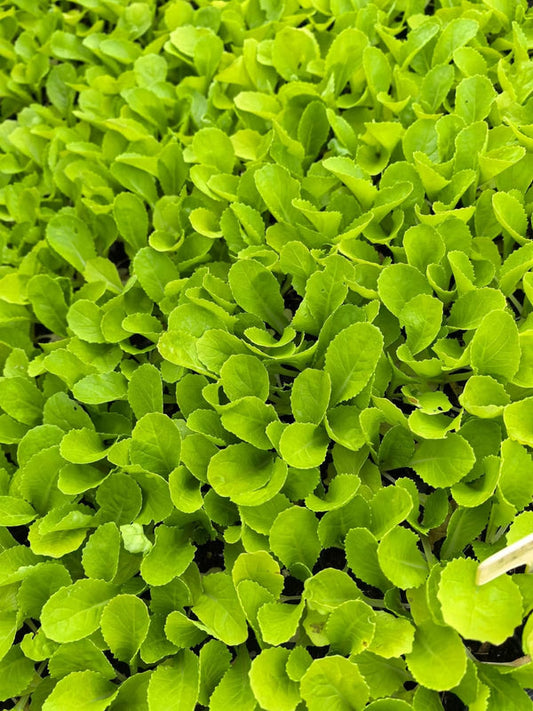 Petsai