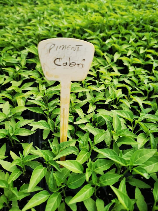 Piment Cabri