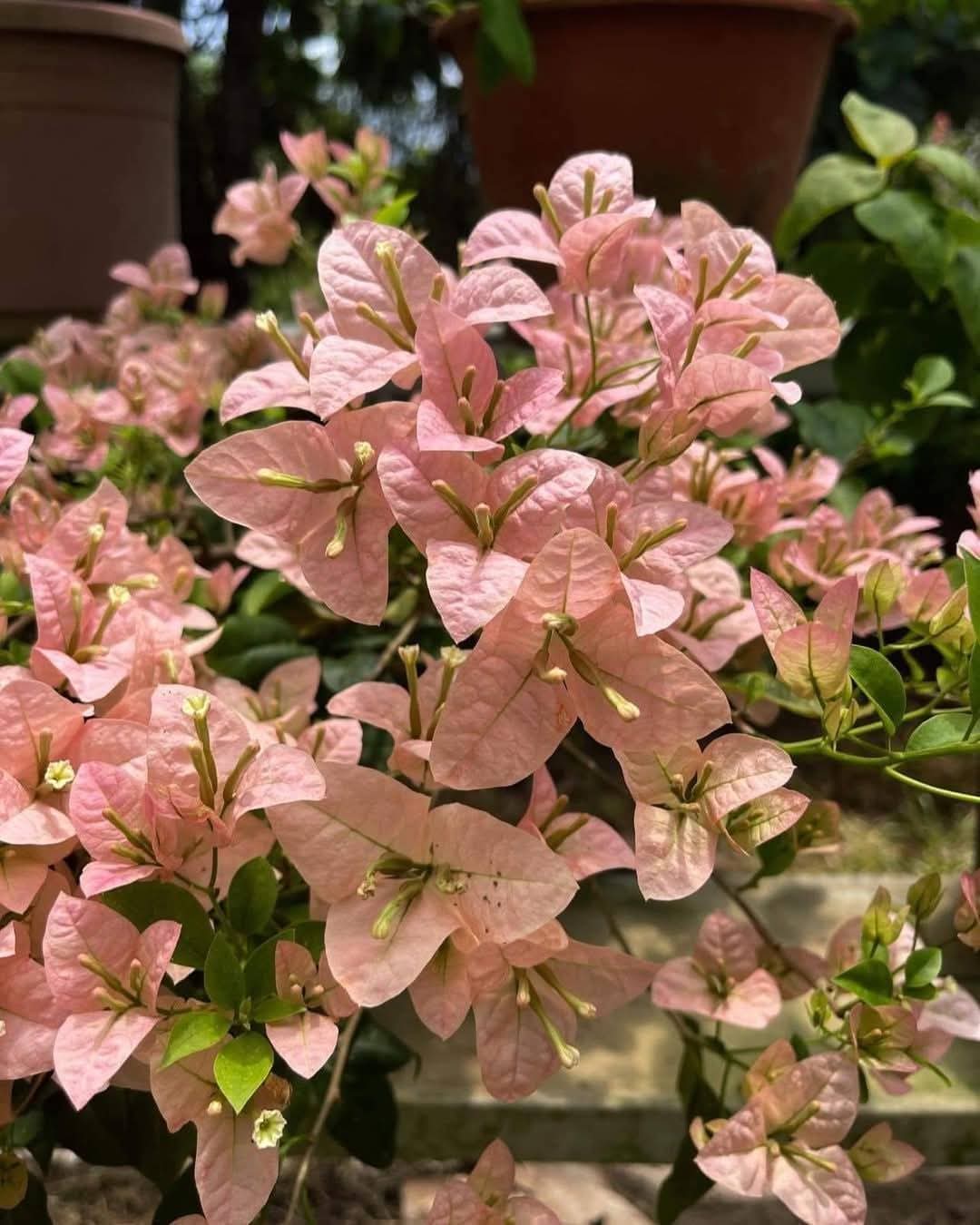 Pink Dwarf Bougainvillea