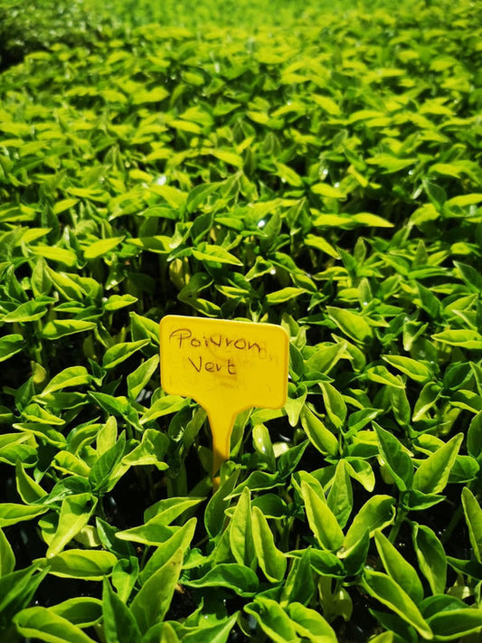 Poivron Vert, Rouge et Jaune